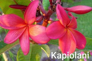 Kapiolani x 10 seeds
