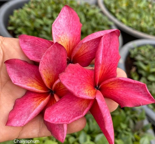 How to Grow Frangipani From Seed