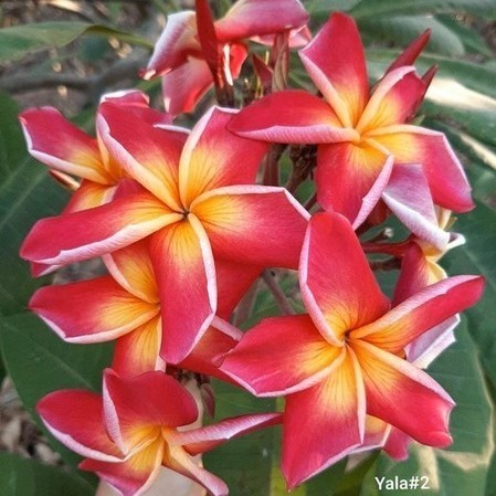 Frangipani Fragrances