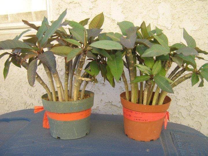 My preferred way of growing frangipani from seed - in Coco Coir