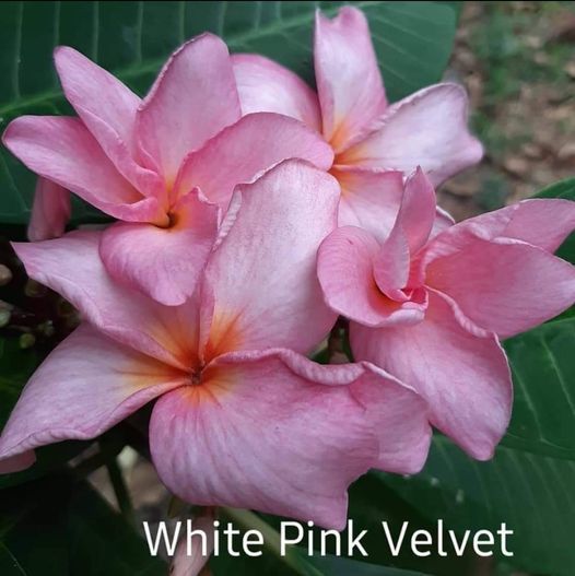 White Pink Velvet x 10 seeds