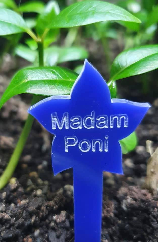 Frangipani blue cast acrylic plant tags