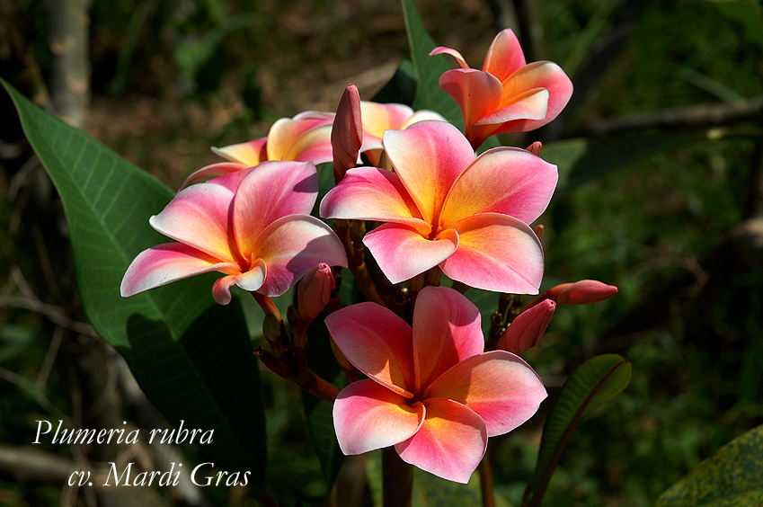 Mardi Gras - frangipani seeds x 10