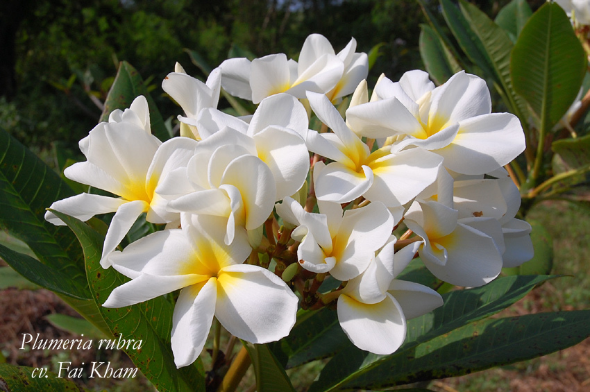 Fai Kham frangipani seeds x 10 Mega Mart New Zealand