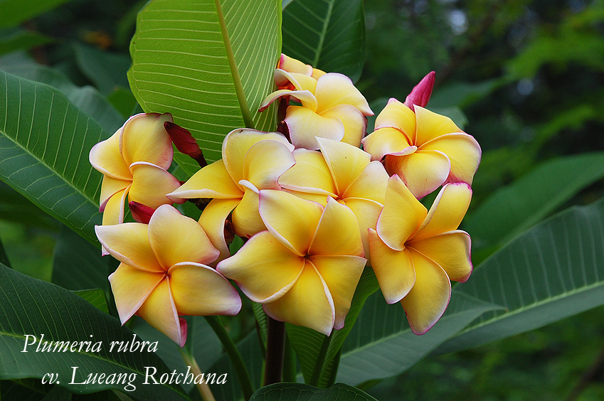 Lueng Rotchana - frangipani seeds x 10