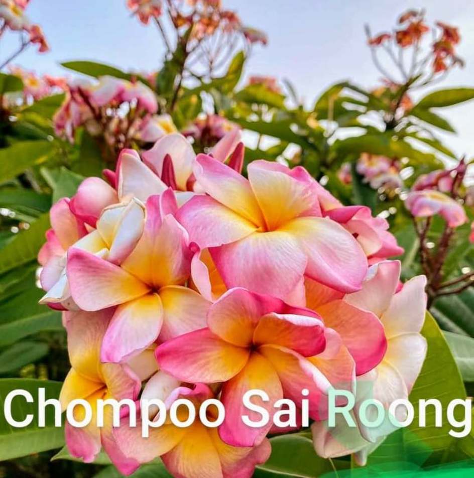 Chompoo Sai Roong x 10