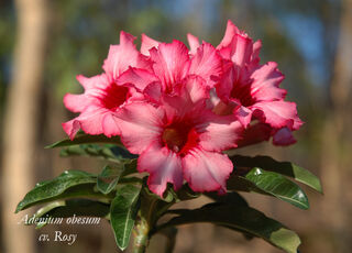 DESERT ROSE SEEDS