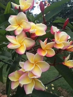 Vera Cruse Rose x 10 seeds