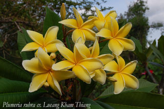 Lueng Kham Thiang x 10 seeds