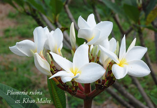 Khao Malee Hom x 10 seeds