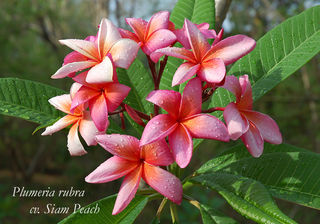 Siam Peach x 10 seeds