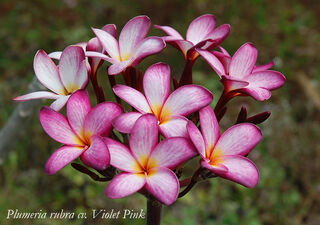 Violet Pink