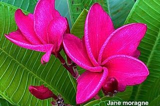 AAA  TROPICAL EXPLOSION