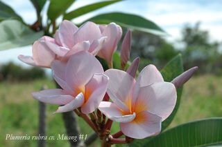 Muang 1