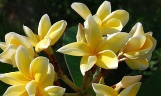 Lueang Rachinee x 10 seeds