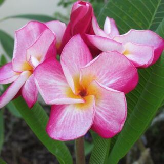 Christine B x 10 seeds