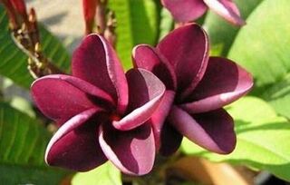 Mai Thai