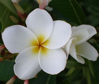 Dwarf White