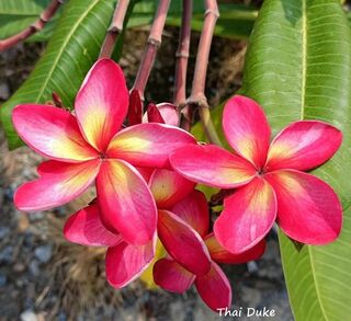 Thai Duke