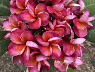 Lava Bloom