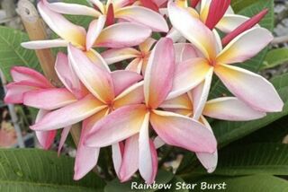 Rainbow Starburst