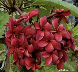 Chalika Red