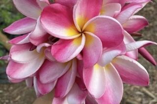 Mahalo