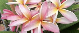 Mixed Tropical Delight